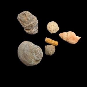 ​6-Piece Assorted Marine Fossil Lot | Shells, Gastropods & Crinoid Specimen Set